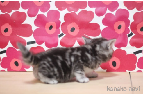 成約済の東京都のミヌエット-70800の3枚目